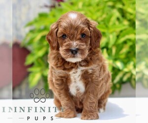 Cavapoo Puppy for sale in NARVON, PA, USA