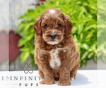 Image preview for Ad Listing. Nickname: Presley