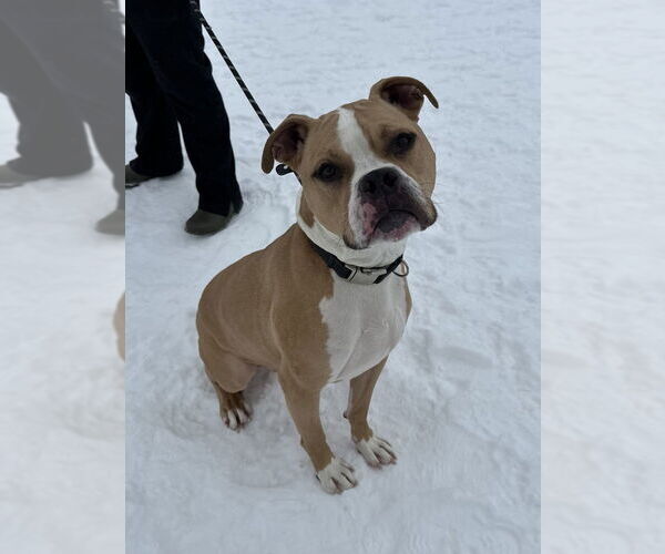 Medium Photo #1 Mutt Puppy For Sale in Evansville, IN, USA