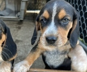 Beagle Puppy for sale in TARBORO, NC, USA