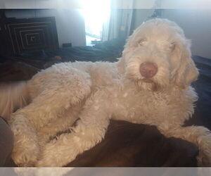Mother of the Goldendoodle puppies born on 07/09/2025
