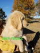 Small Photo #6 Goldendoodle Puppy For Sale in CLARKSVILLE, TX, USA