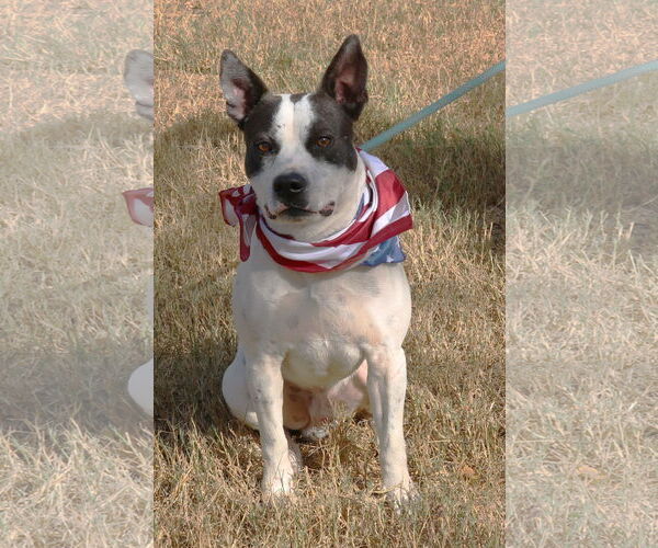 Medium Photo #3 American Bulldog-Unknown Mix Puppy For Sale in Bandera, TX, USA