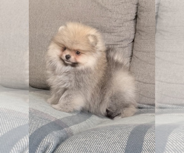 Medium Photo #1 Pomeranian Puppy For Sale in BEVERLY HILLS, CA, USA