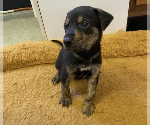 Medium Photo #20 Doberman Pinscher-Greyhound Mix Puppy For Sale in CANAL WINCHESTER, OH, USA