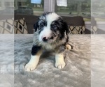 Small #5 Australian Shepherd