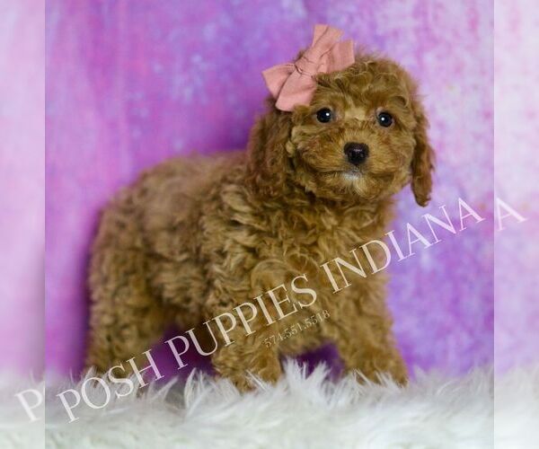 Medium Photo #22 Cavapoo (Miniature) Puppy For Sale in WARSAW, IN, USA