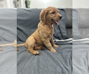 Golden Retriever Puppy for sale in DERBY, KS, USA