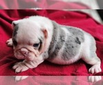 Small Photo #11 Bulldog Puppy For Sale in BRANDON, FL, USA