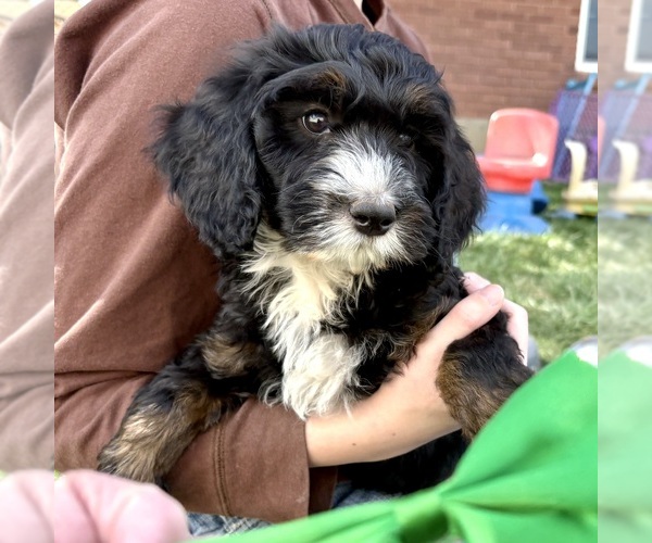 Medium Photo #2 Bernedoodle (Miniature) Puppy For Sale in ROY, UT, USA