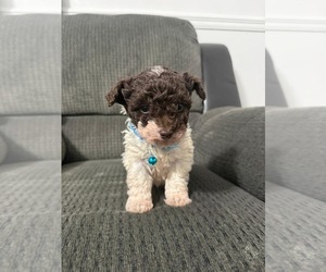 Poodle (Toy) Puppy for sale in JEFFERSONVILLE, IN, USA