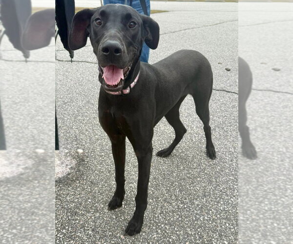 Medium Photo #1 Great Dane Puppy For Sale in Bullard, TX, USA