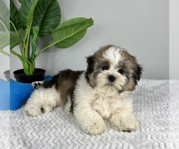 Medium Photo #1 Zuchon Puppy For Sale in FRANKLIN, IN, USA