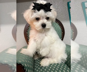 Maltese Puppy for sale in MAGNOLIA, TX, USA