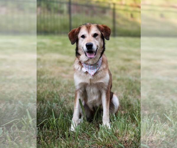 Medium Photo #5 German Shepherd Dog-Great Pyrenees Mix Puppy For Sale in Croydon, NH, USA
