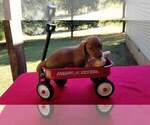 Small Photo #7 Dachshund Puppy For Sale in MILAN, TN, USA