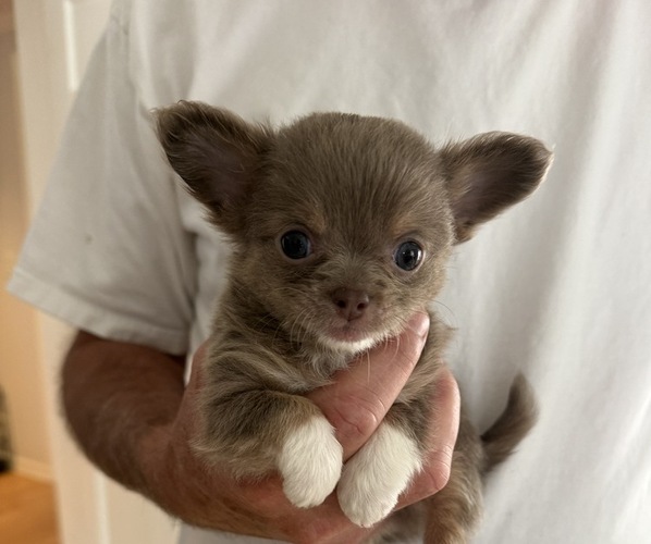 Medium Photo #5 Chihuahua Puppy For Sale in FENNVILLE, MI, USA
