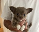 Small #4 Chihuahua