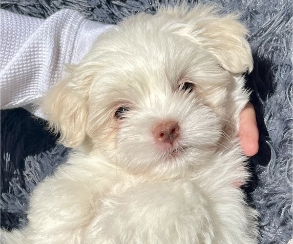 Medium Photo #1 Mal-Shi Puppy For Sale in VALRICO, FL, USA