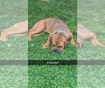 Small Mastiff Mix