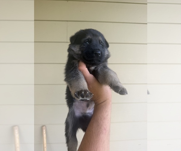 Medium Photo #1 German Shepherd Dog Puppy For Sale in DEL VALLE, TX, USA