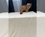 Small Yorkshire Terrier