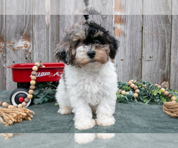 Medium Photo #2 Poodle (Toy) Puppy For Sale in HOWE, IN, USA