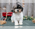 Small #1 Poodle (Toy)