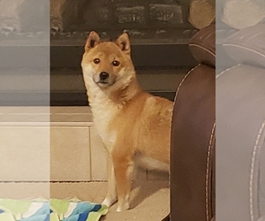 Mother of the Shiba Inu puppies born on 06/04/2020