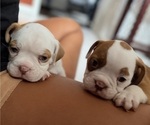 Image preview for Ad Listing. Nickname: Litter of 4