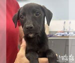 Small Retriever Mix