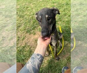 German Shepherd Dog-Unknown Mix Dogs for adoption in Louisville, KY, USA