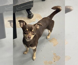 Chihuahua Dogs for adoption in Peoria, IL, USA