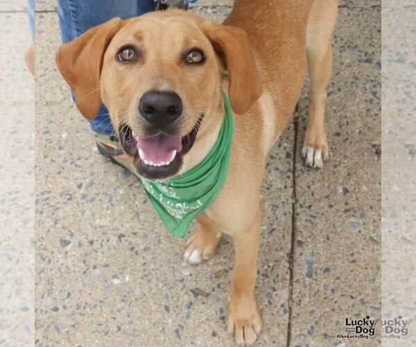 Medium Photo #2 Labrador Retriever-Retriever  Mix Puppy For Sale in Washington, DC, USA
