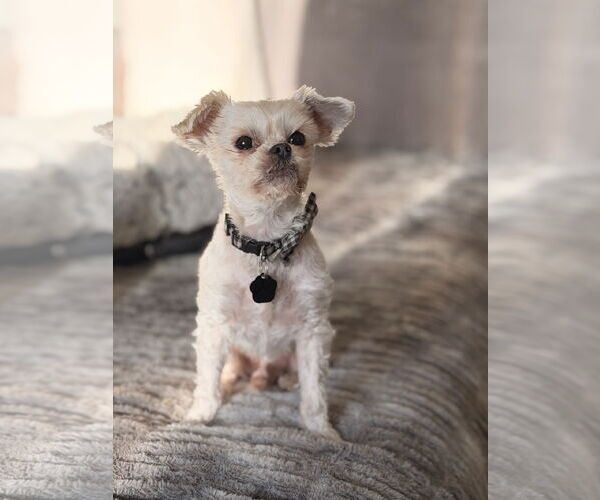 Medium Photo #3 Mutt Puppy For Sale in Menifee, CA, USA