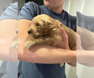 Goldendoodle Puppy for sale in ORANGEVALE, CA, USA