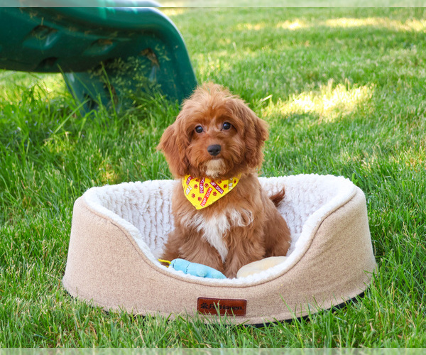 Medium Photo #5 Cavapoo (Miniature) Puppy For Sale in SYRACUSE, IN, USA