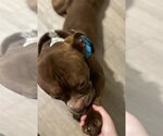 Small Photo #4 American Staffordshire Terrier-Bulldog Mix Puppy For Sale in Atlanta, GA, USA