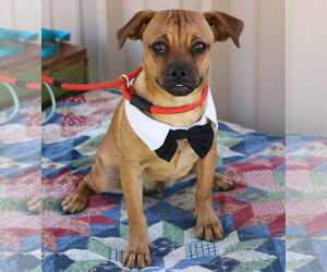 Pug-Unknown Mix Dogs for adoption in Bandera, TX, USA