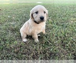 Puppy Black English Cream Golden Retriever