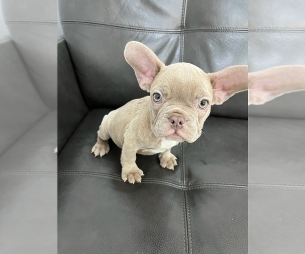 Medium Photo #3 French Bulldog Puppy For Sale in HIALEAH, FL, USA