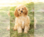 Small Photo #3 Cavapoo Puppy For Sale in BREMEN, IN, USA