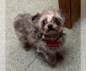 Sasha - Female Mutt Dog for Adoption - Photo #3
