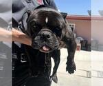 Small Bulldog Mix