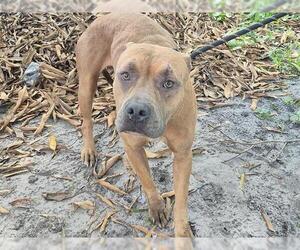 American Bulldog-Unknown Mix Dogs for adoption in Fort Lauderdale, FL, USA