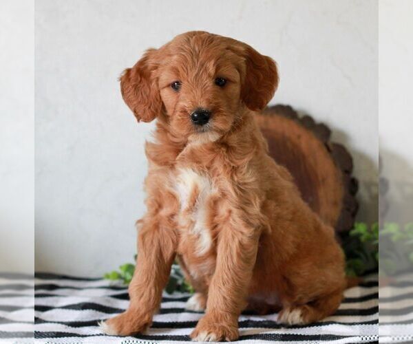 Medium Photo #4 Goldendoodle (Miniature) Puppy For Sale in LITITZ, PA, USA