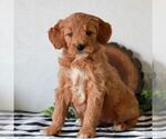 Small #3 Goldendoodle (Miniature)