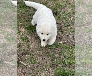 Great Pyrenees Puppy for sale in SWEETWATER, TN, USA