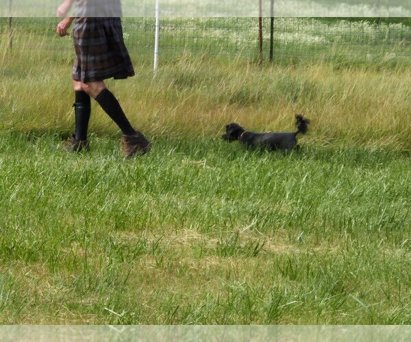 Medium Photo #4 Mutt Puppy For Sale in Salt Lake City, UT, USA