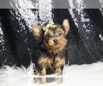 Small #2 Yorkshire Terrier